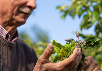 Farmer checking up condition of apple tree in the garden