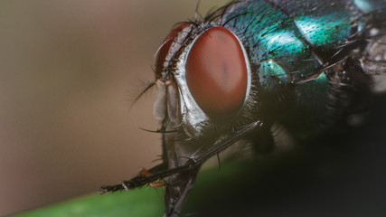 Super macro shot detail of a fly face
