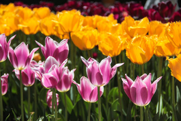 Closeup of yellow and purple tulips flowers with green leaves in the park outdoor. Warm jovial spring day. Traditional dutch flower, tulip.
