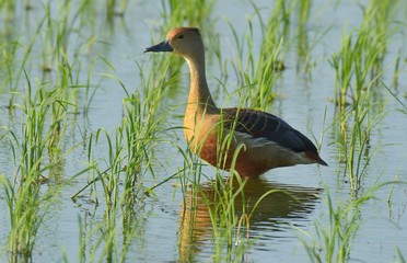 It has a gray long mouth, long neck and long legs. The forehead and middle of the crown are dark grayish brown. The head, neck and chest are greyish gray. Under the neck, 