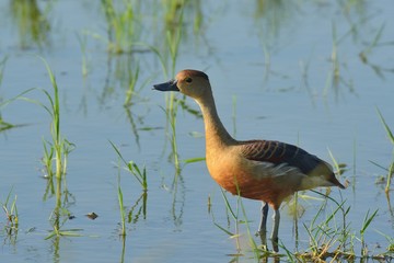 It has a gray long mouth, long neck and long legs. The forehead and middle of the crown are dark...