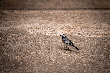 bird on the beach