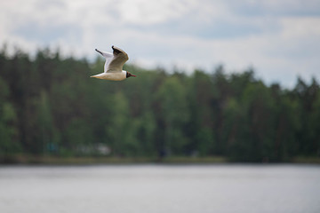 seagull in flight