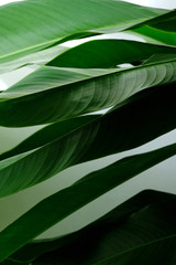 Naklejka na ściany i meble Close up. Tropical leaf, Bird of paradise leaf in shadow and light scene