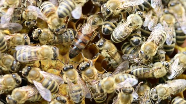 Bee colony - bee queen nests egs in be hive in honeycomb with honey bees all around	