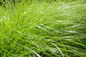 Undergrowth, Thick growth of grass, weeds. A mass of reeds, grasses.