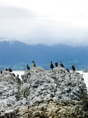 Cormorants on rocks next to the sea, snow topped mountains in the distance