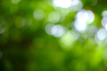Obraz premium Sunlight bokeh in the defocused tree leaves and tree branches.