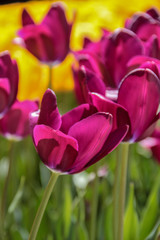 Tulip season. Bright fresh spring flowers tulips on blurred background. Beautiful pink tulip blooming in garden. Tulips on the flower bed.