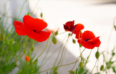 Naklejka premium Close up of red poppy flowers in a field.