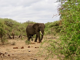 Fototapeta premium Elephant - Kruger Park - South Africa