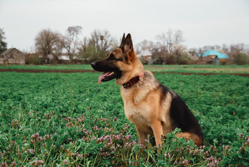 German shepherd in nature. The dog is sitting in a clear green field. Sheepdog poses.