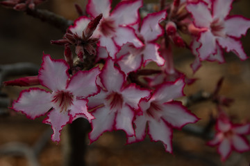 Blütenpower in Weiss-Pink