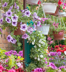colorful garden and pot flowers, variety of colors and species in gardening market