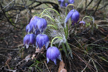 Forest flowers