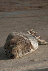 Seal on the beach, Horsey, Norfolk, UK