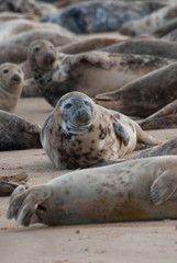 Seals on the beach, Horsey, Norfolk, UK