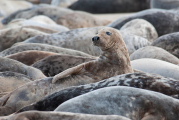 Seals on the beach, Horsey, Norfolk, UK