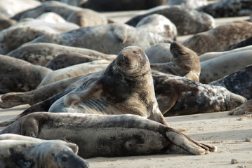 Seals on the beach, Horsey, Norfolk