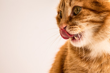 red-haired young cat licks his lips