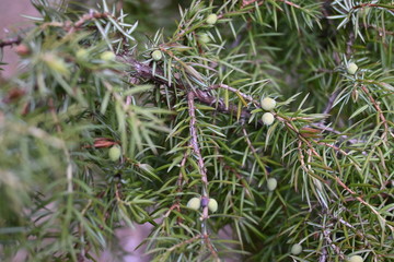 Pine trees in the forest