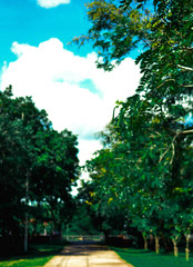 Obraz premium Trees and sky in the park, Close Up leaves of tree