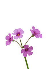 Artichoke wood sorrel purple flowers and green leaves，Oxalis corniculata