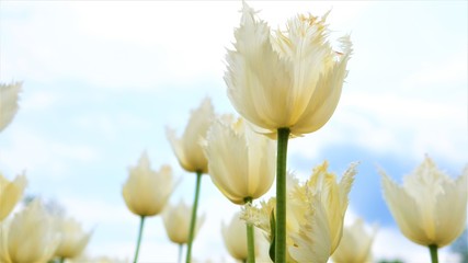 Beautiful white tulips and sky in the background. June