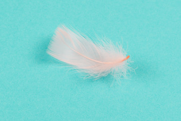 Colorful feather on mint background