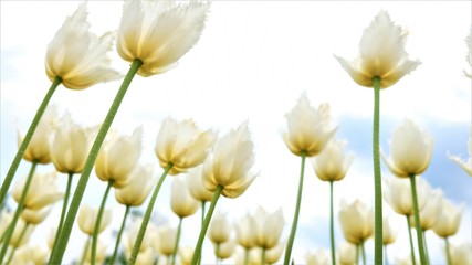 Beautiful white tulips and sky in the background. June