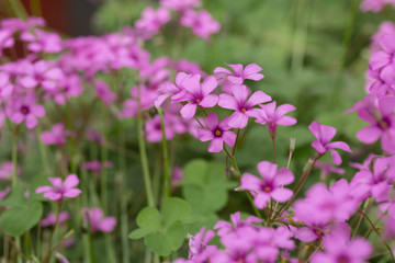 Artichoke wood sorrel purple flowers and green leaves，Oxalis corniculata