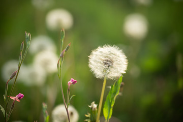 タンポポの綿毛
