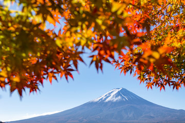Fuji Mountain in Autumn at Kawaguchiko Lake, Japan