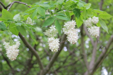 White clusters of beautiful flowers bloom on a tree in spring in the park.