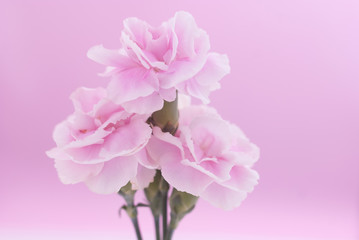 pink carnation flowers