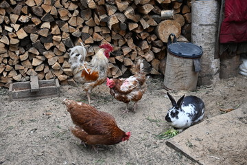 rooster and hens