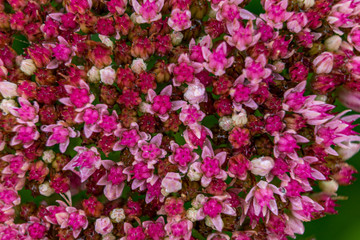 Obraz premium inflorescence of a large number of small flowers