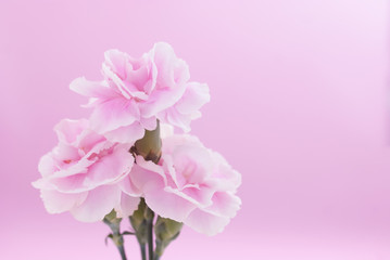 Naklejka na ściany i meble pink carnation flowers