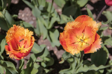 Tulip season. Bright fresh spring flowers tulips on blurred background. Beautiful orange tulip blooming in garden. Tulips on the flower bed.