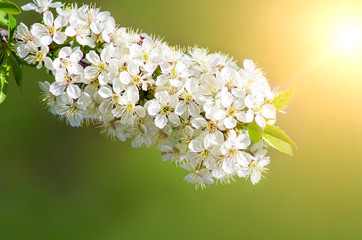 Beautiful flowering cherry trees. Background with blooming flowers in spring day.