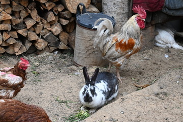 rooster and hens