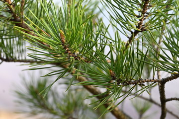 Pine trees in the forest