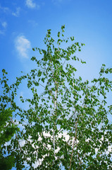 Spring birch branch with young leaves against a blue sky. Springtime nature and allergy concept.