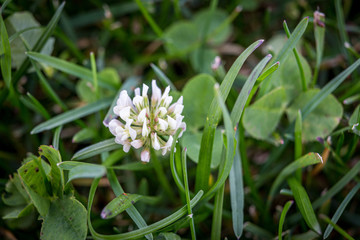 The flower of blooming clower