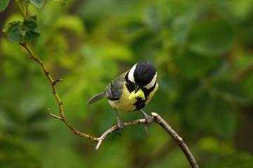 Great tit balancing on a twig, caterpillar in its beak