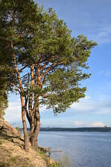 Pine trees in the forest