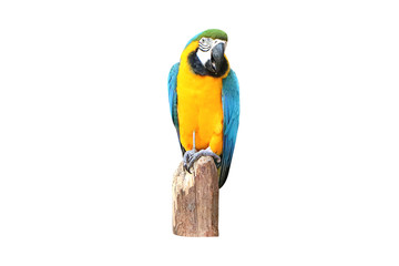 Parrot macaw isolated on white background with clipping path.