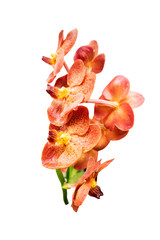 Close up orchid flower isolated on white background with clipping path.