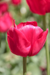 Fototapeta premium Tulip season. Bright fresh spring flowers tulips on blurred background. Beautiful pink tulip blooming in garden. Tulips on the flower bed.