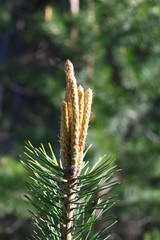 Pine trees in the forest